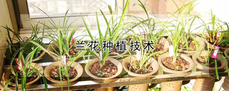 蘭花種植技術