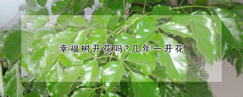 幸福樹開花嗎?幾年一開花