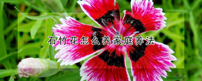 石竹花怎么養(yǎng)家庭養(yǎng)法