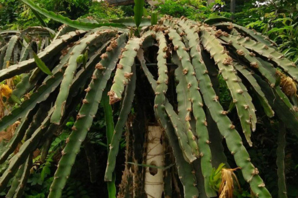 火龍果的種植方法