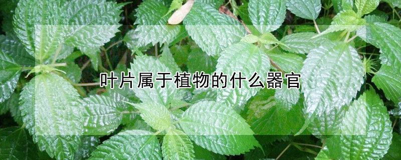 葉片屬于植物的什么器官