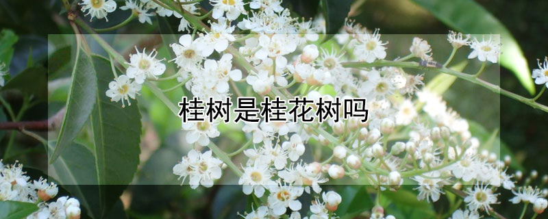 桂樹是桂花樹嗎