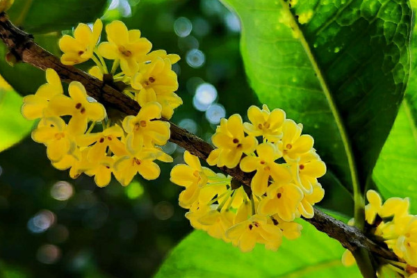 桂樹是桂花樹嗎