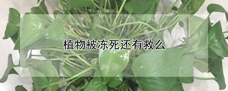 植物被凍死還有救么