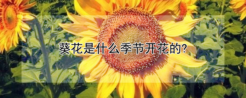 葵花是什么季節開花的?