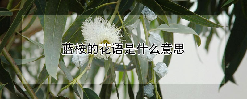 藍桉的花語是什么意思