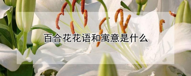 百合花花語和寓意是什么