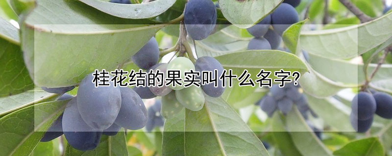 桂花結(jié)的果實叫什么名字?