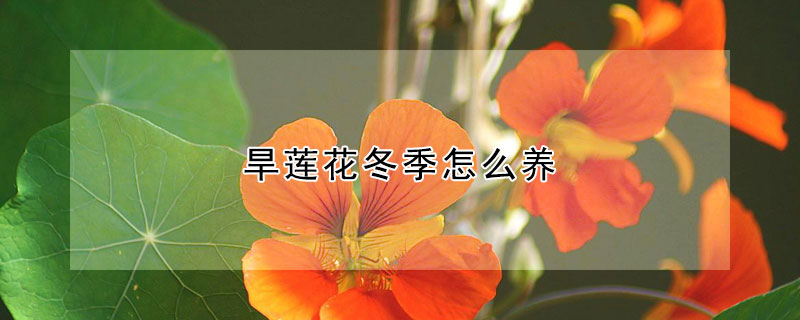 旱蓮花冬季怎么養