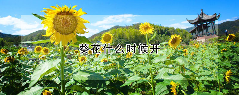 葵花什么時候開