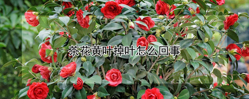 茶花黃葉掉葉怎么回事