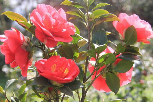 地栽茶花冬季怎么越冬