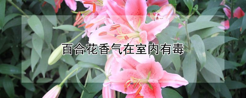 百合花香氣在室內有毒