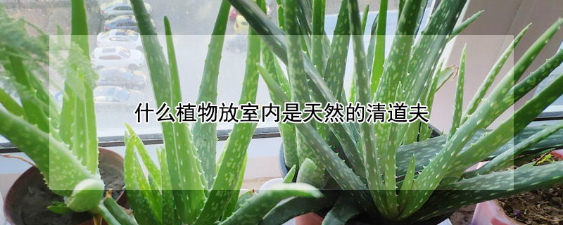 什么植物放室內是天然的清道夫