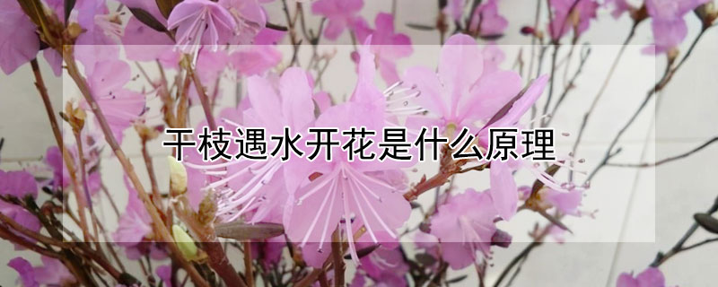 干枝遇水開花是什么原理