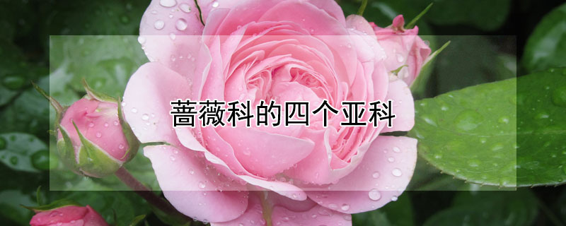 薔薇科的四個亞科