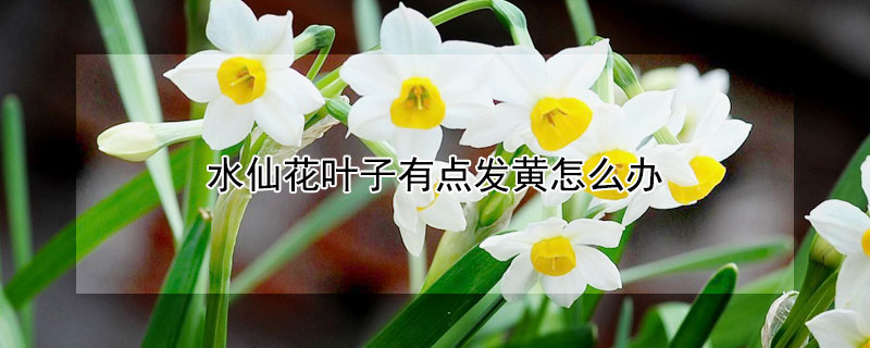 水仙花葉子有點發(fā)黃怎么辦