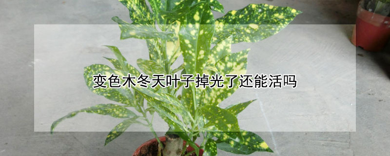 變色木冬天葉子掉光了還能活嗎