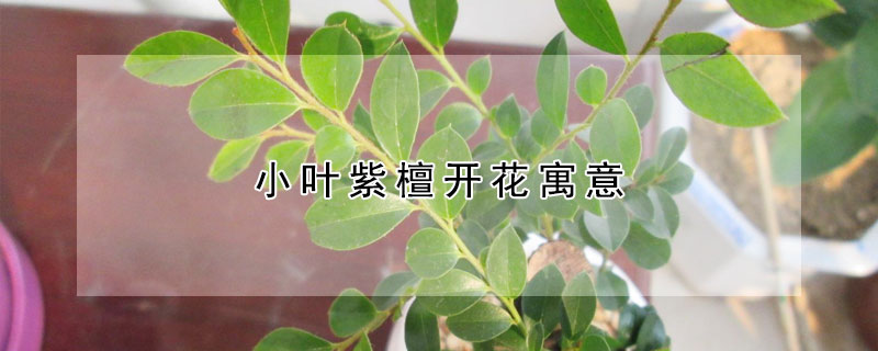 小葉紫檀開花寓意