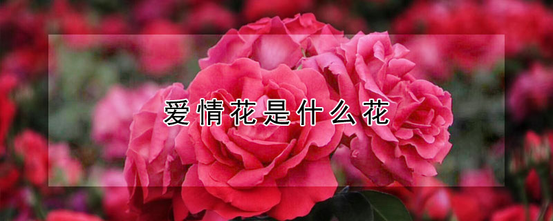 愛情花是什么花