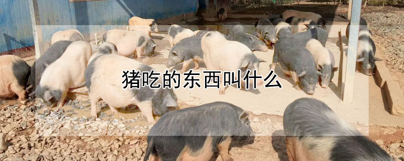 豬吃的東西叫什么