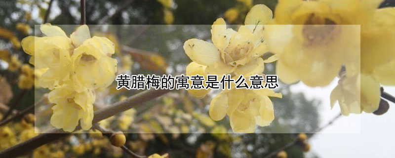 黃臘梅的寓意是什么意思