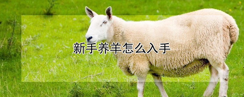 新手養(yǎng)羊怎么入手