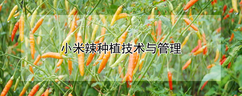 小米辣種植技術(shù)與管理