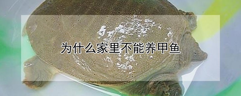 為什么家里不能養甲魚