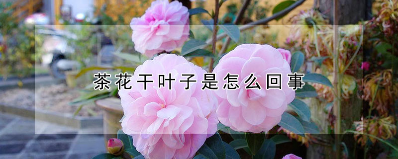 茶花干葉子是怎么回事