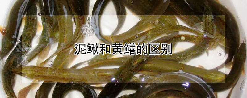 泥鰍和黃鱔的區(qū)別