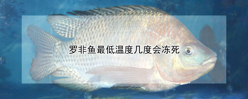 羅非魚最低溫度幾度會凍死