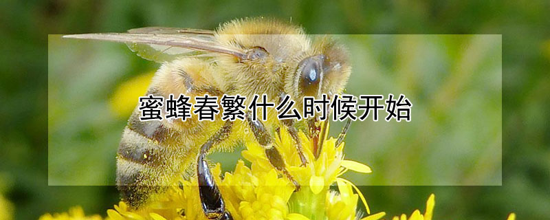 蜜蜂春繁什么時候開始