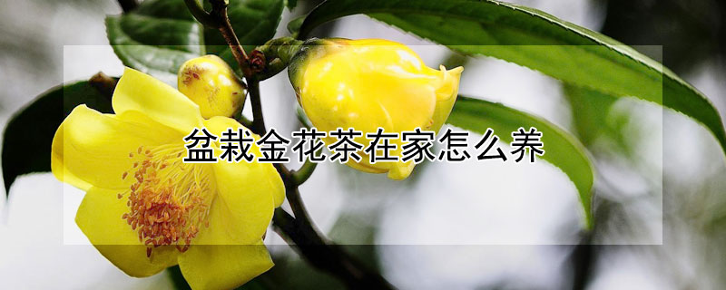 盆栽金花茶在家怎么養(yǎng)