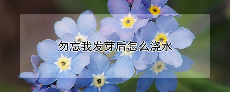 勿忘我發(fā)芽后怎么澆水