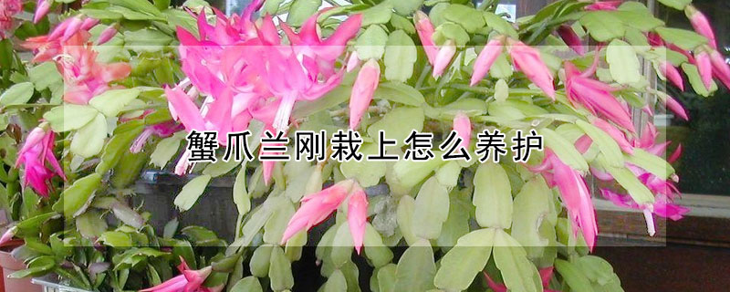 蟹爪蘭剛栽上怎么養(yǎng)護