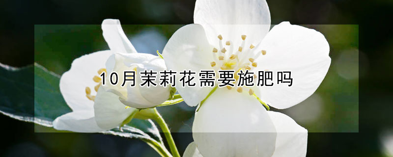 10月茉莉花需要施肥嗎