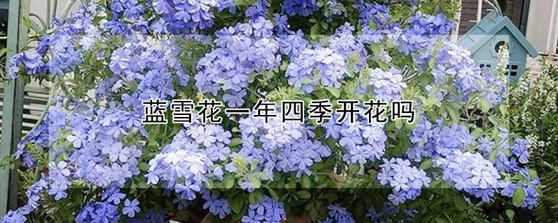 藍雪花一年四季開花嗎