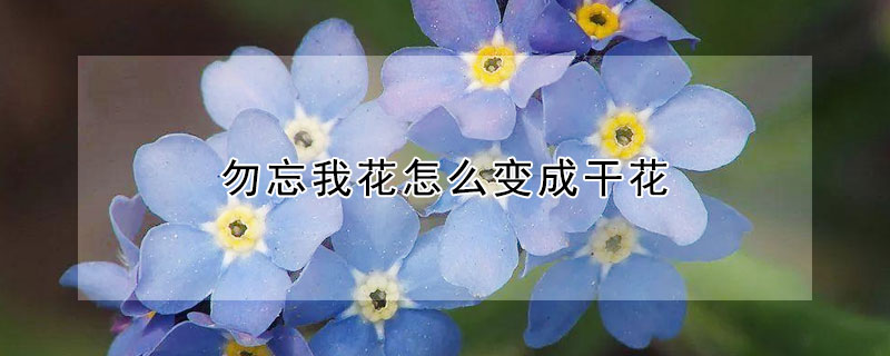 勿忘我花怎么變成干花