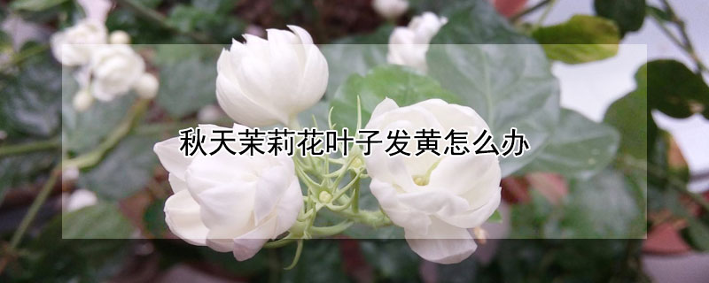 秋天茉莉花葉子發黃怎么辦