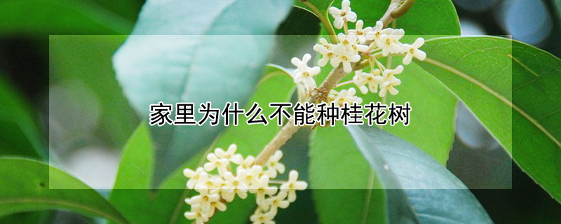 家里為什么不能種桂花樹(shù)