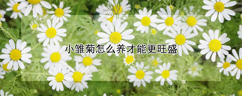 小雛菊怎么養(yǎng)才能更旺盛