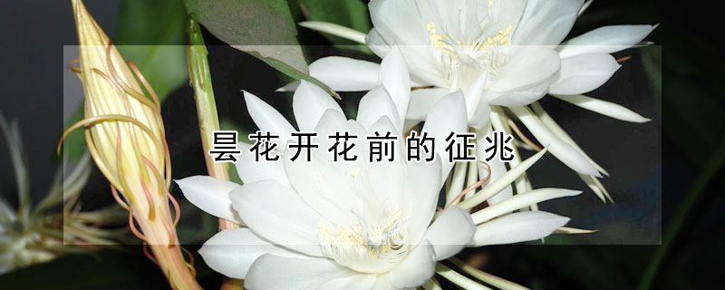 曇花開花前的征兆