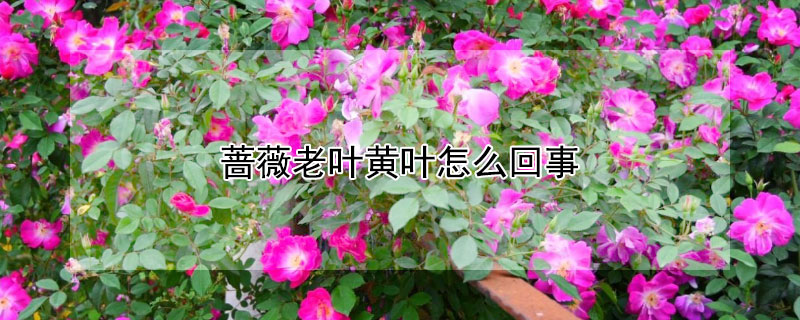 薔薇老葉黃葉怎么回事