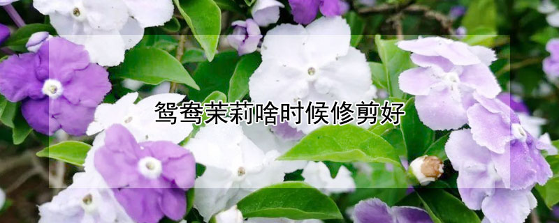 鴛鴦茉莉啥時(shí)候修剪好