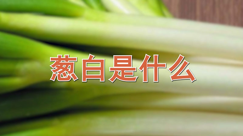 蔥白是什么