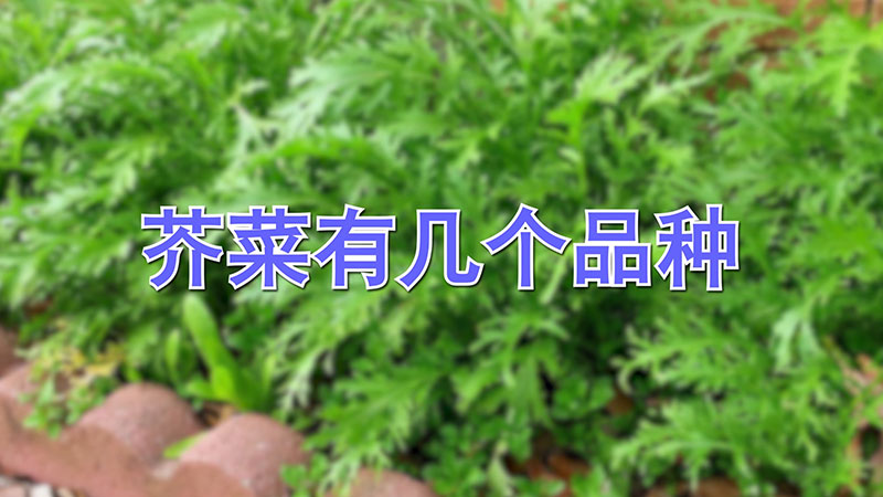 芥菜有幾個品種