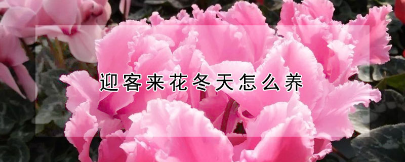 迎客來(lái)花冬天怎么養(yǎng)