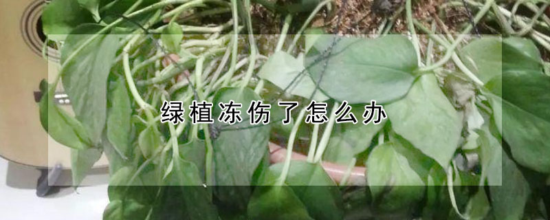 綠植凍傷了怎么辦