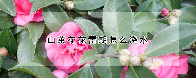 山茶花花蕾期怎么澆水